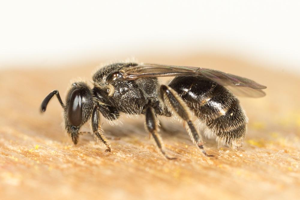 Lasioglossum Curtis, 1833