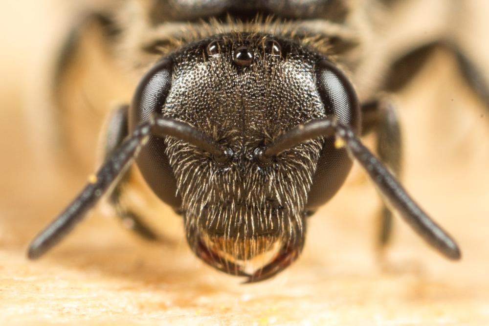 Lasioglossum Curtis, 1833