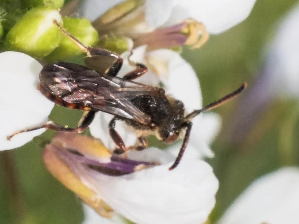  Nomada Scopoli, 1770