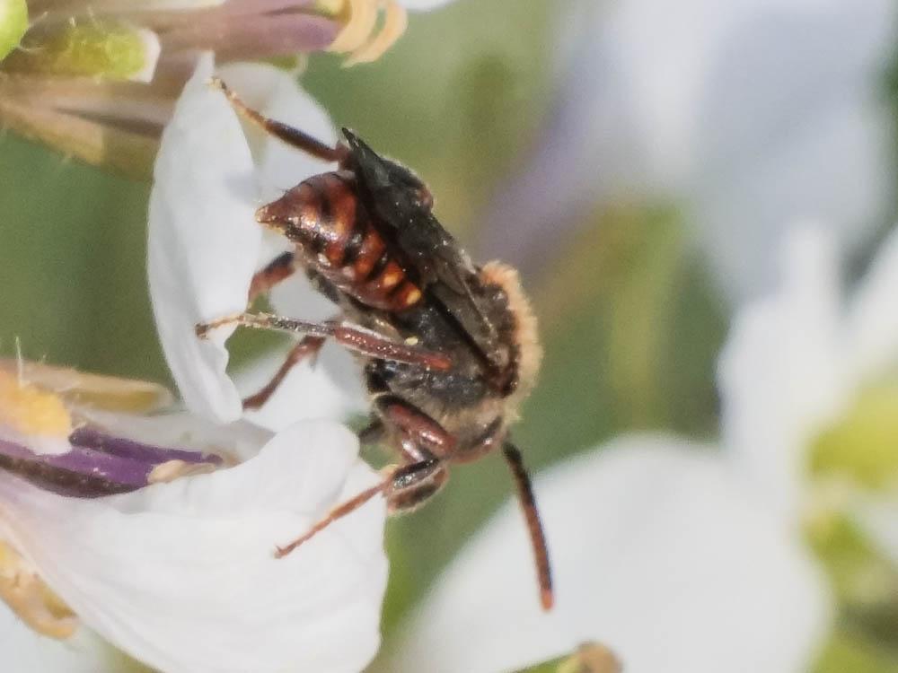  Nomada Scopoli, 1770