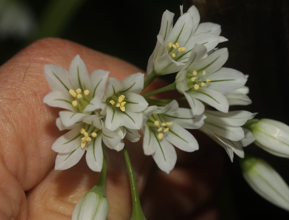 Ail à trois angles, Ail à tige triquètre Allium triquetrum L., 1753
