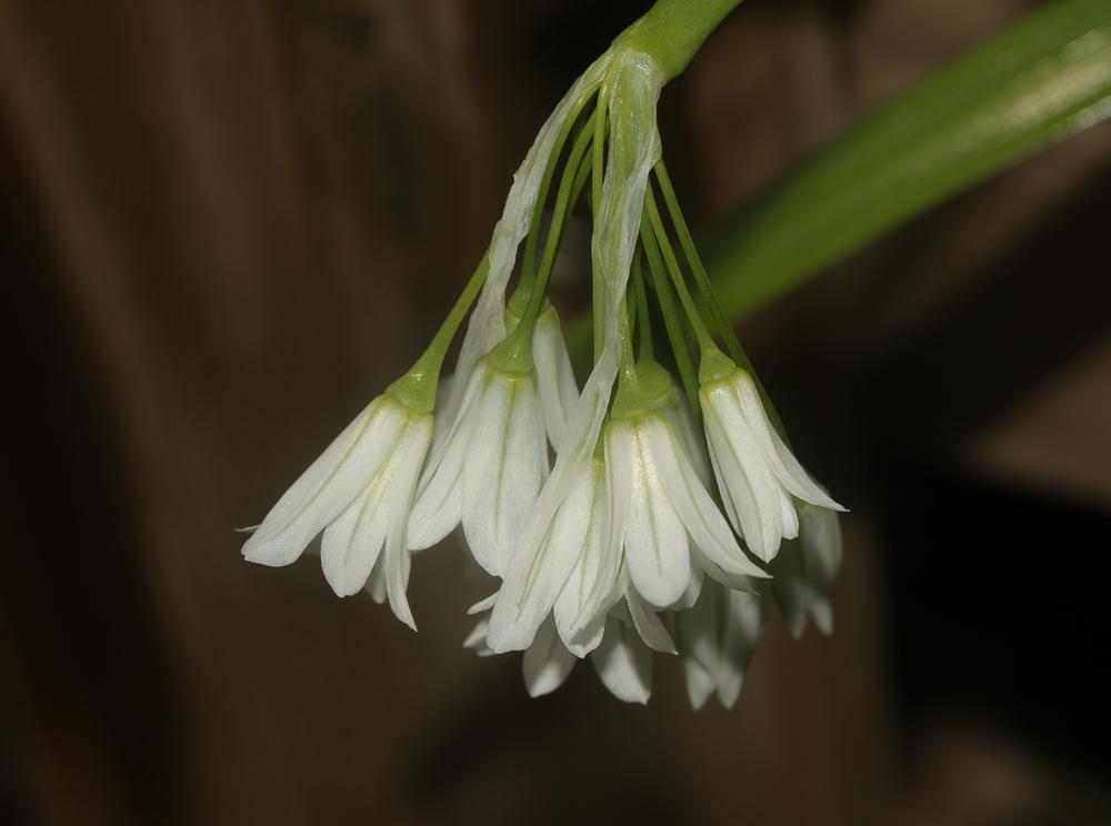 Ail à trois angles, Ail à tige triquètre Allium triquetrum L., 1753