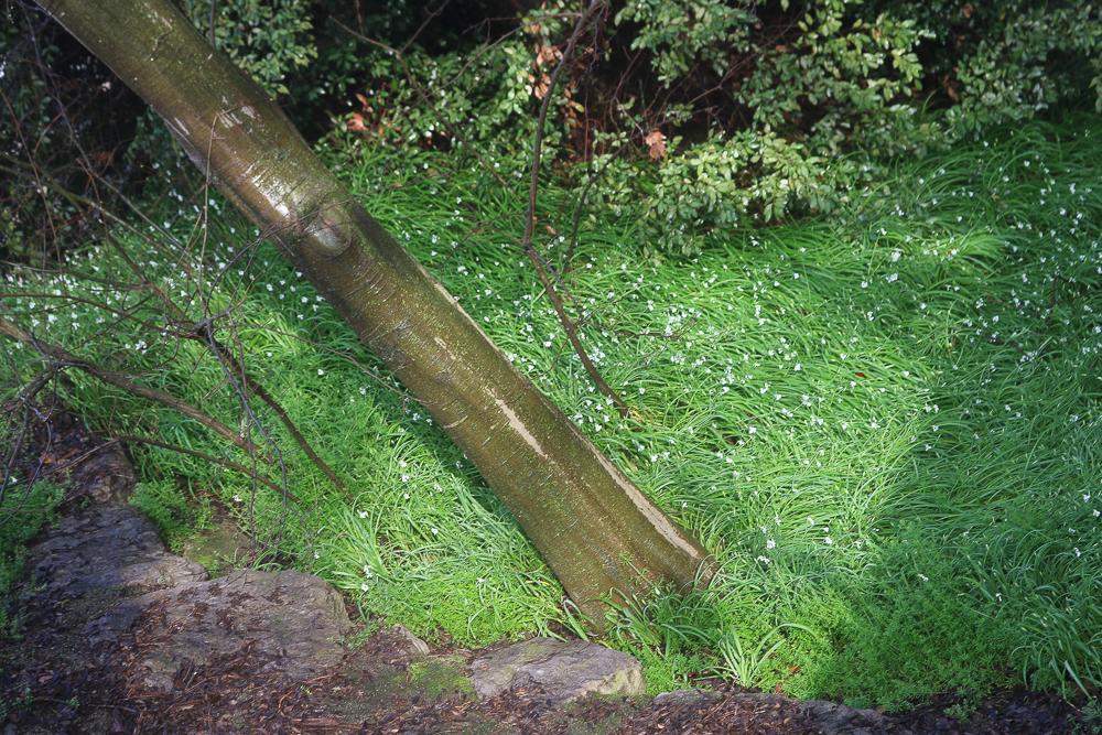 Ail à trois angles, Ail à tige triquètre Allium triquetrum L., 1753