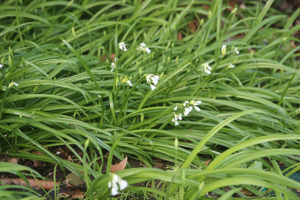 Ail à trois angles, Ail à tige triquètre Allium triquetrum L., 1753
