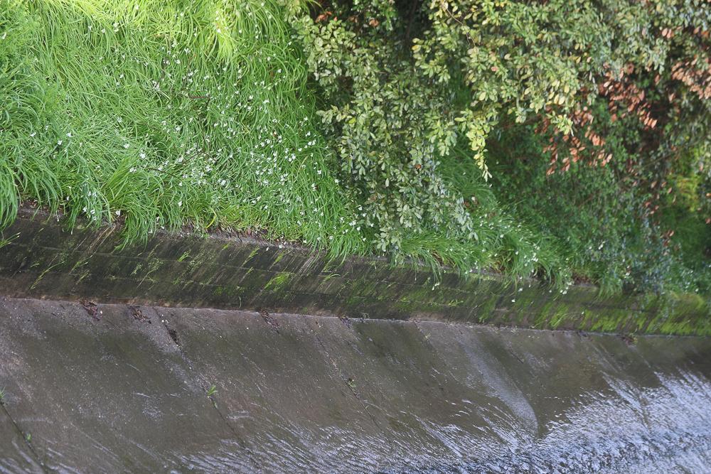 Ail à trois angles, Ail à tige triquètre Allium triquetrum L., 1753