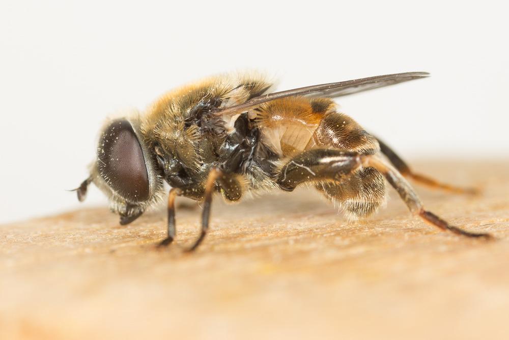 Le  Merodon rufus Meigen, 1838