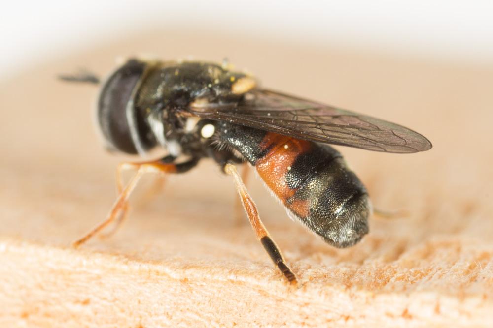  Paragus bicolor (Fabricius, 1794)
