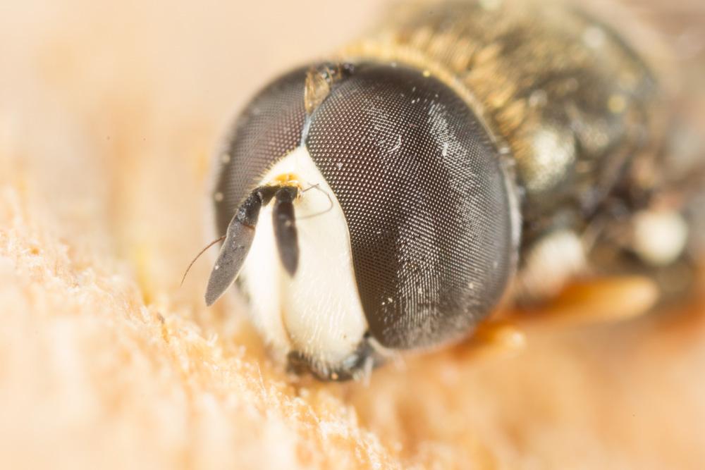  Paragus bicolor (Fabricius, 1794)