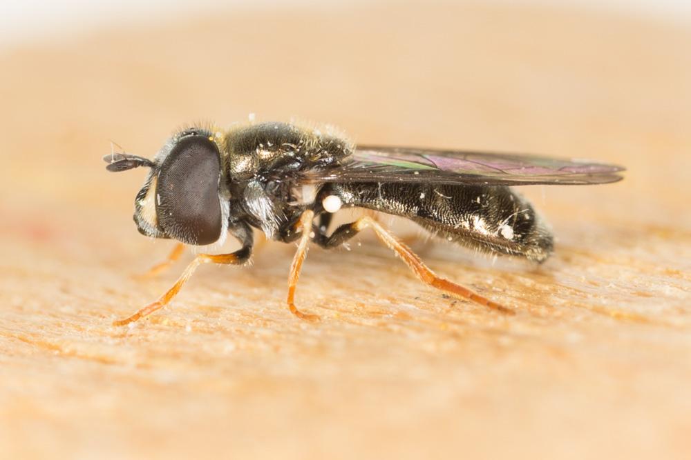 Le  Paragus haemorrhous Meigen, 1822