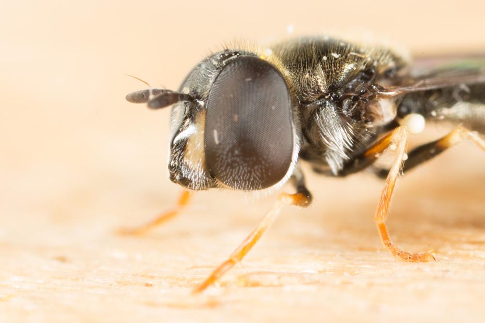 Le  Paragus haemorrhous Meigen, 1822