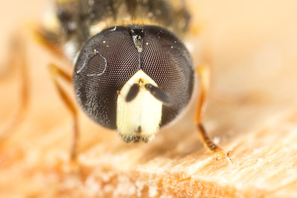 Paragus pecchiolii Rondani, 1857