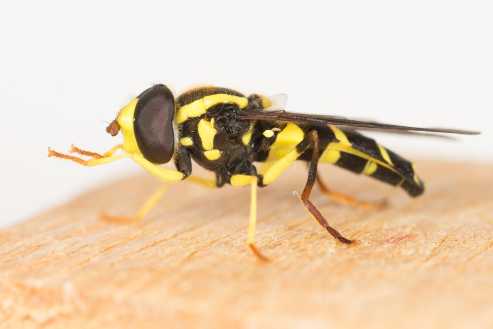  Xanthogramma dives (Rondani, 1857)