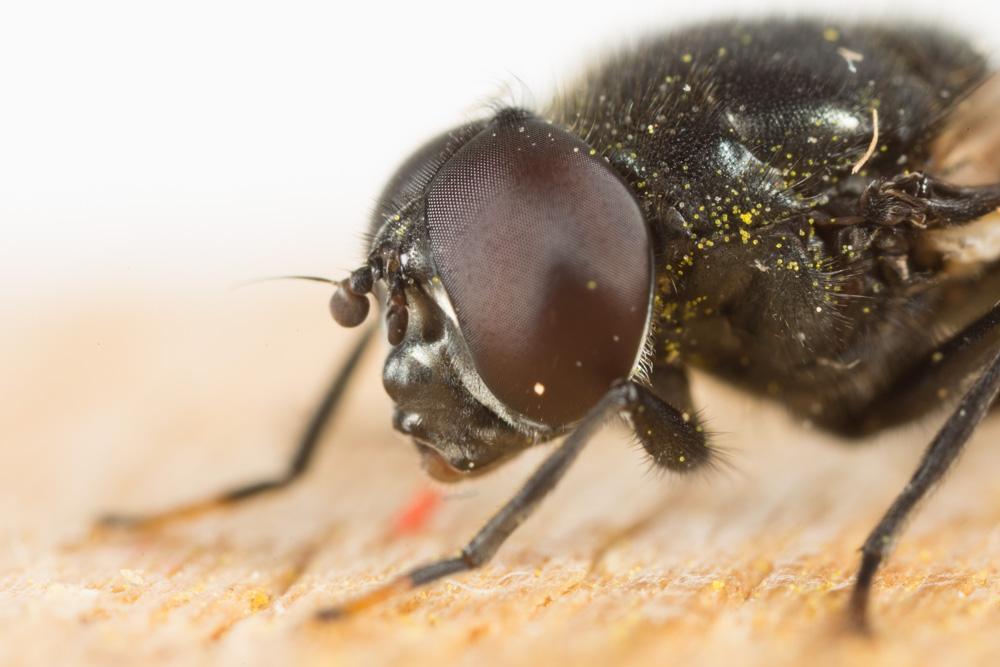  Cheilosia ranunculi Doczkal, 2000