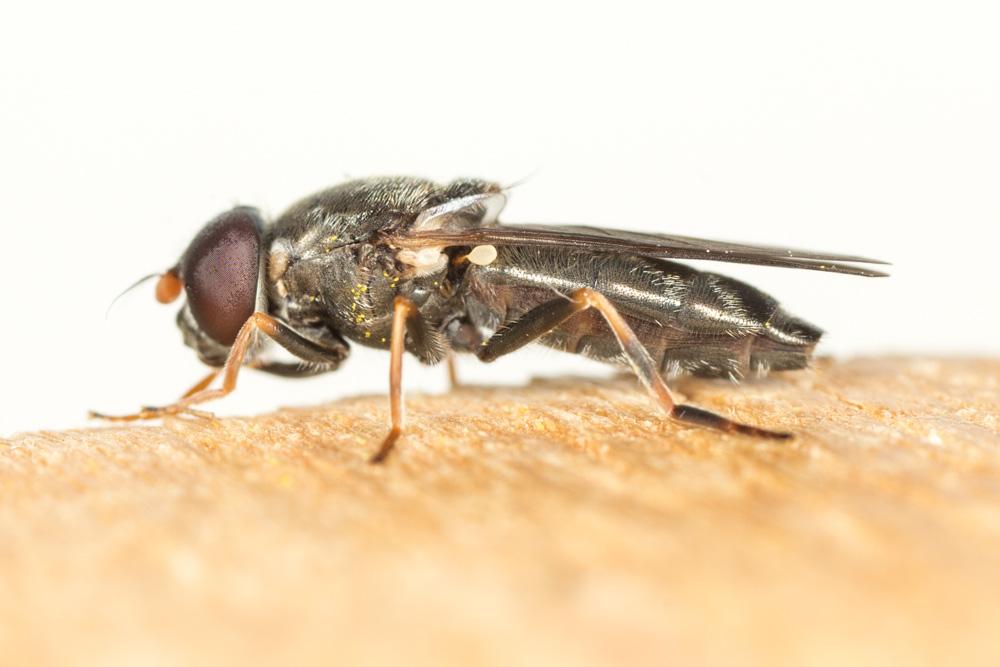 Le  Cheilosia ruffipes