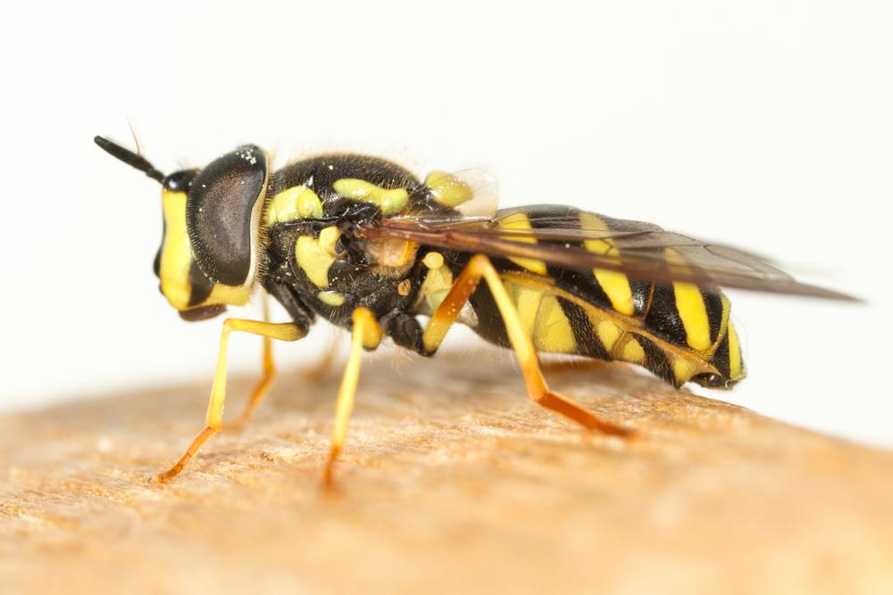  Chrysotoxum intermedium (Meigen, 1822)