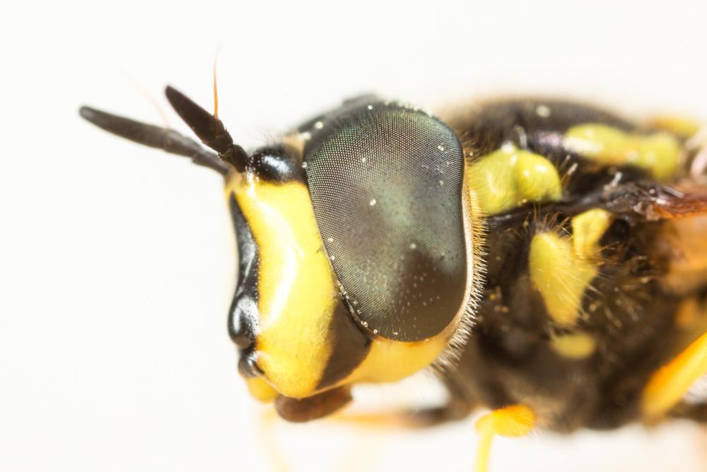  Chrysotoxum intermedium (Meigen, 1822)