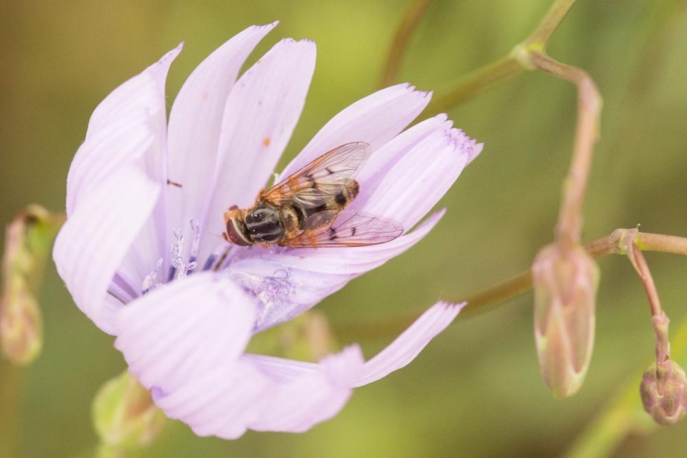 Le  Ferdinandea ruficornis (Fabricius, 1775)