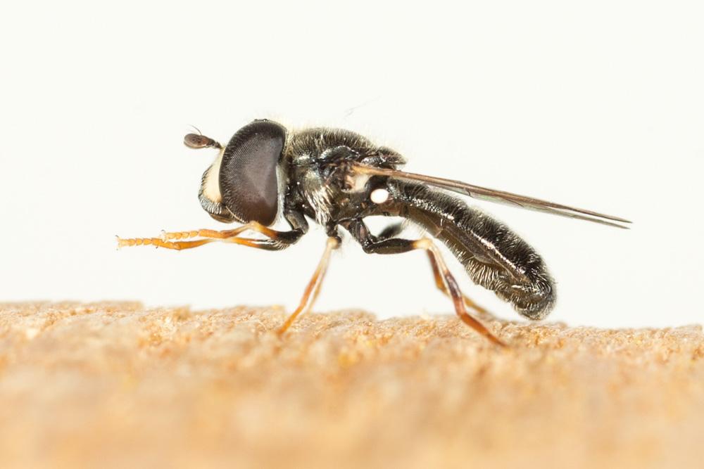  Paragus tibialis (Fallén, 1817)