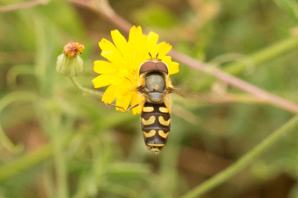 Lapposyrphus lapponicus (Zetterstedt, 1838)