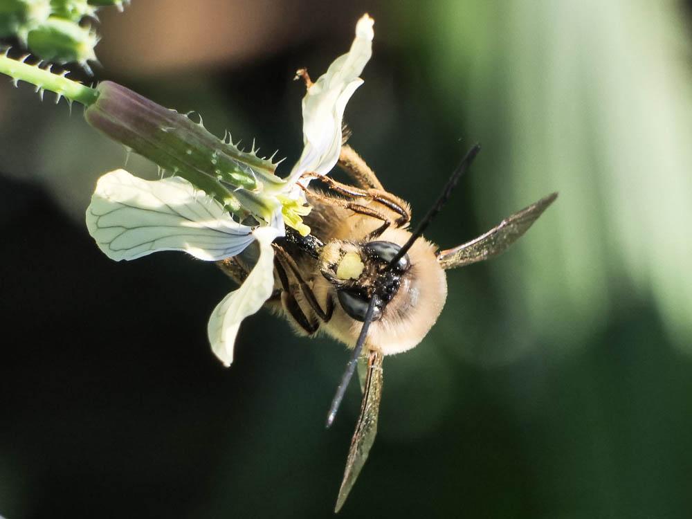 Eucère à labre noir Eucera nigrilabris Lepeletier, 1841