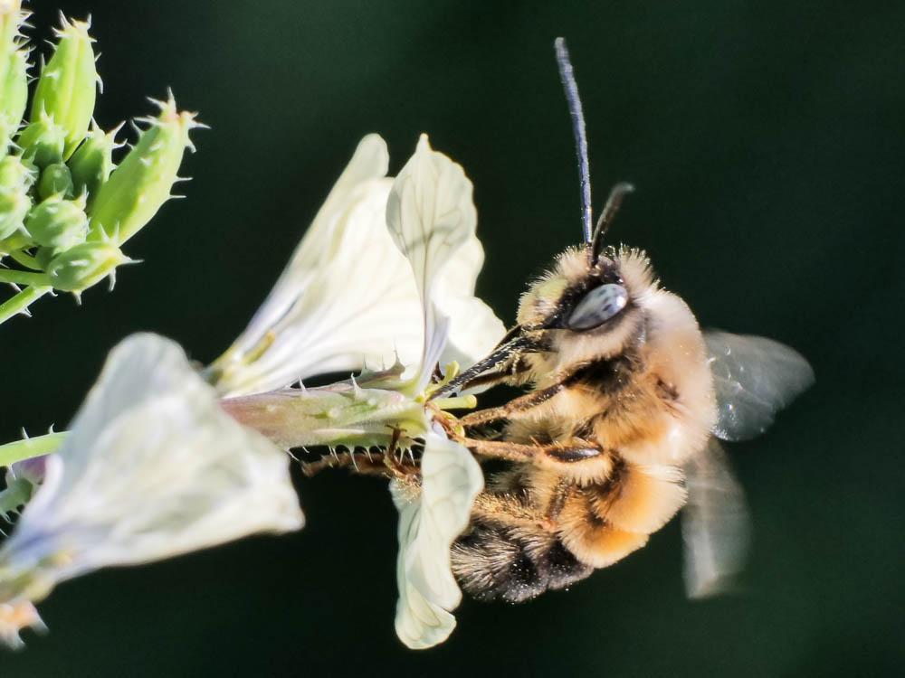Eucère à labre noir Eucera nigrilabris Lepeletier, 1841