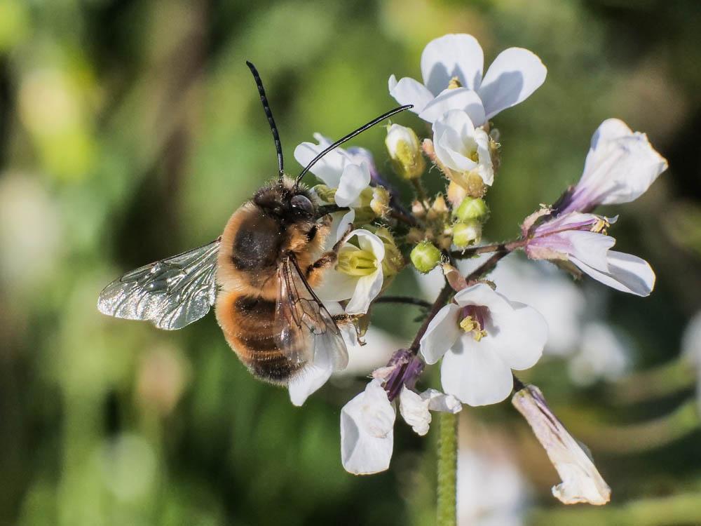 Eucère à labre noir Eucera nigrilabris Lepeletier, 1841