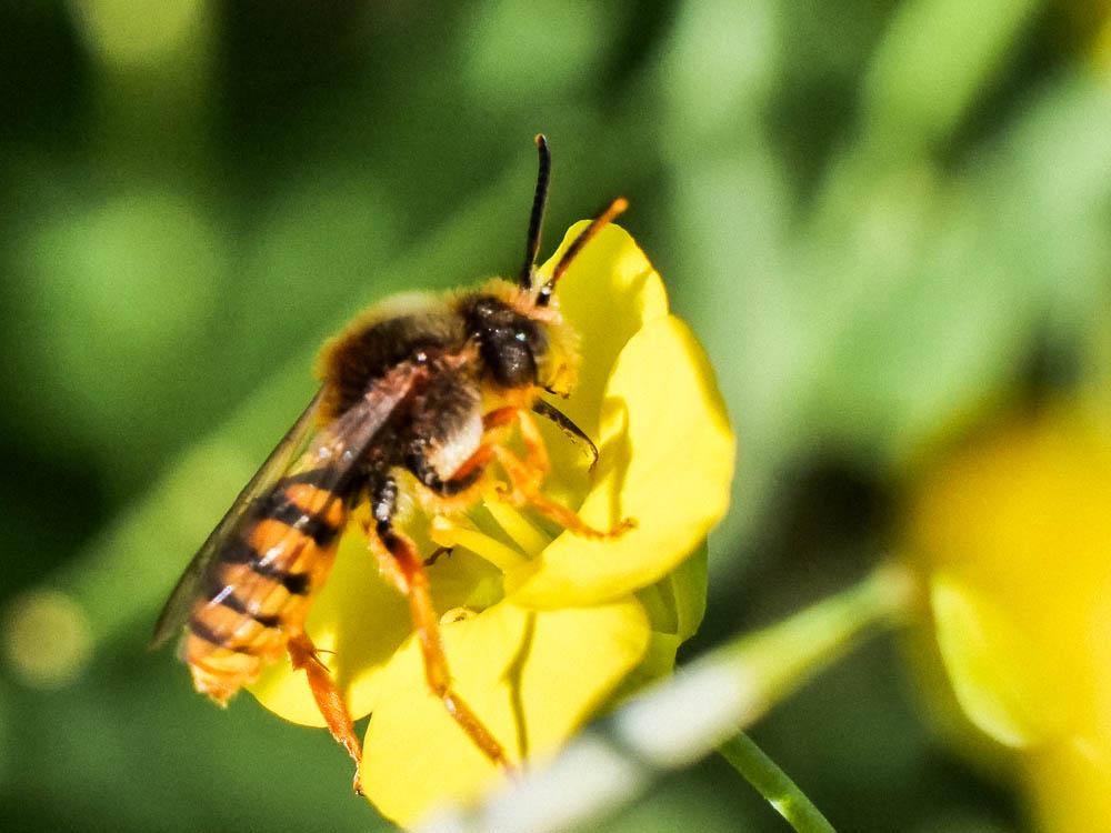  Nomada agrestis Fabricius, 1787