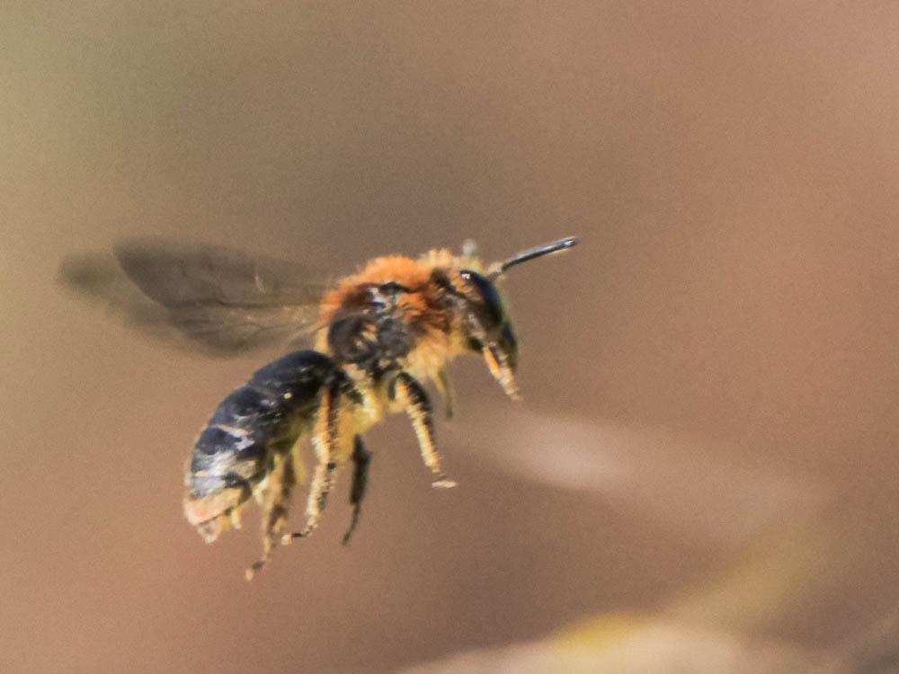 Le  Andrena lagopus Latreille, 1809
