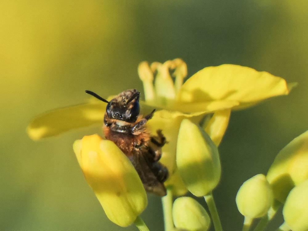 Le  Andrena lagopus Latreille, 1809