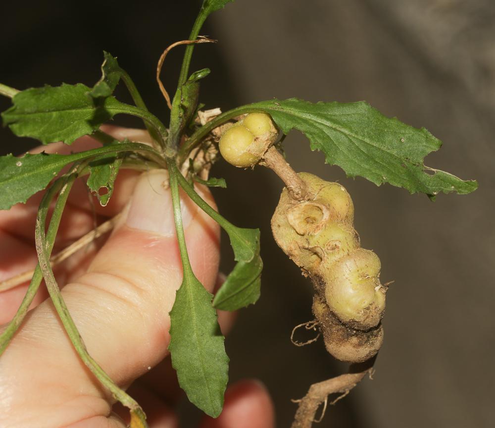 Le  Ceutorhynchus assimilis (Paykull, 1792)