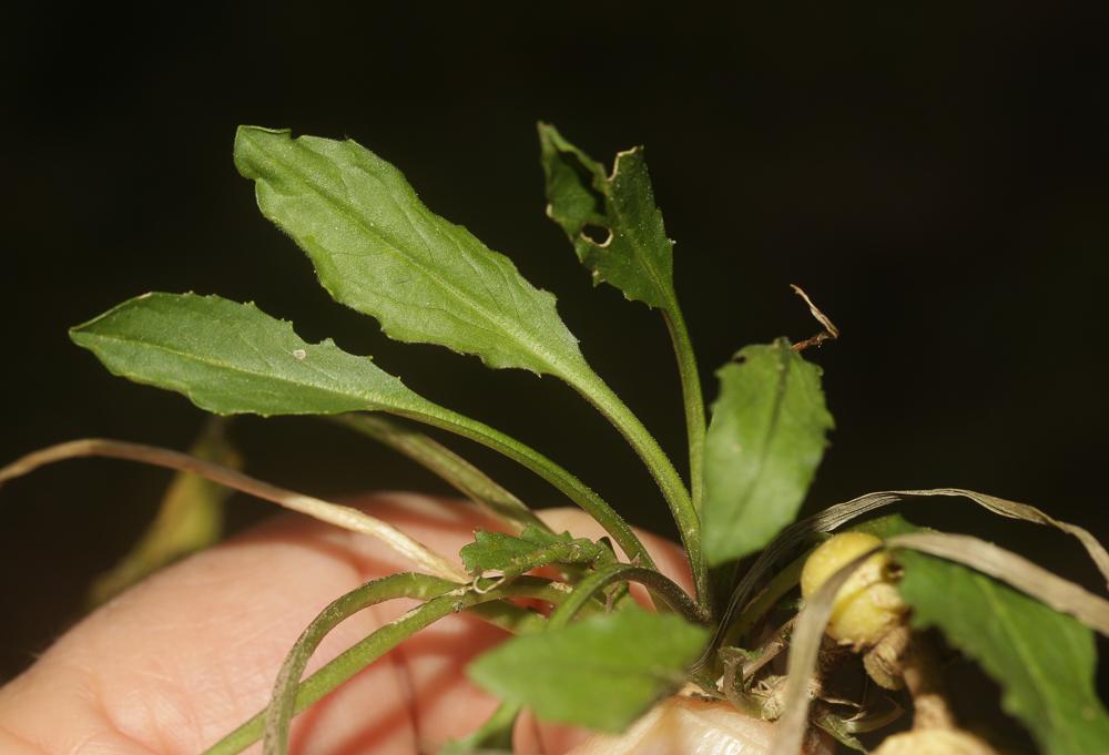 La Passerage drave , Pain-blanc Lepidium draba L., 1753