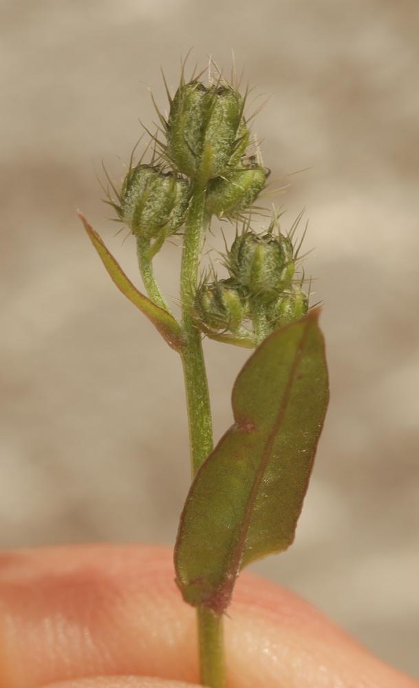 Le Crépis à petites fleurs Crepis micrantha Czerep., 1964