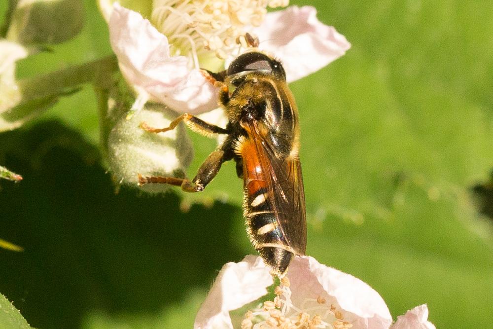  Merodon moenium Wiedemann in Meigen, 1822