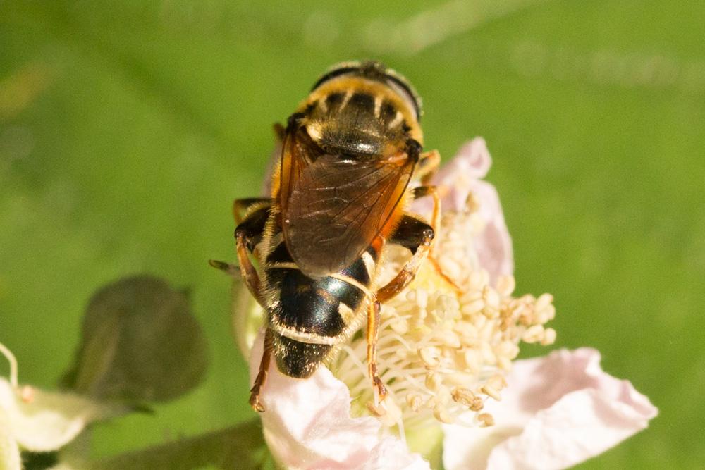  Merodon moenium Wiedemann in Meigen, 1822