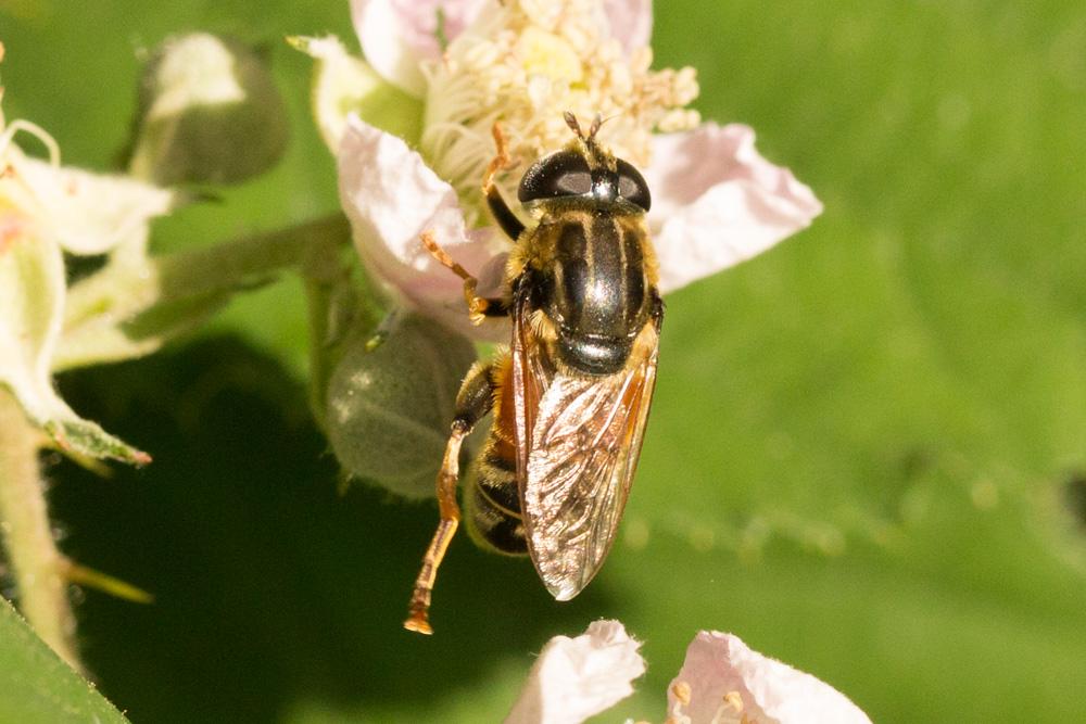  Merodon moenium Wiedemann in Meigen, 1822