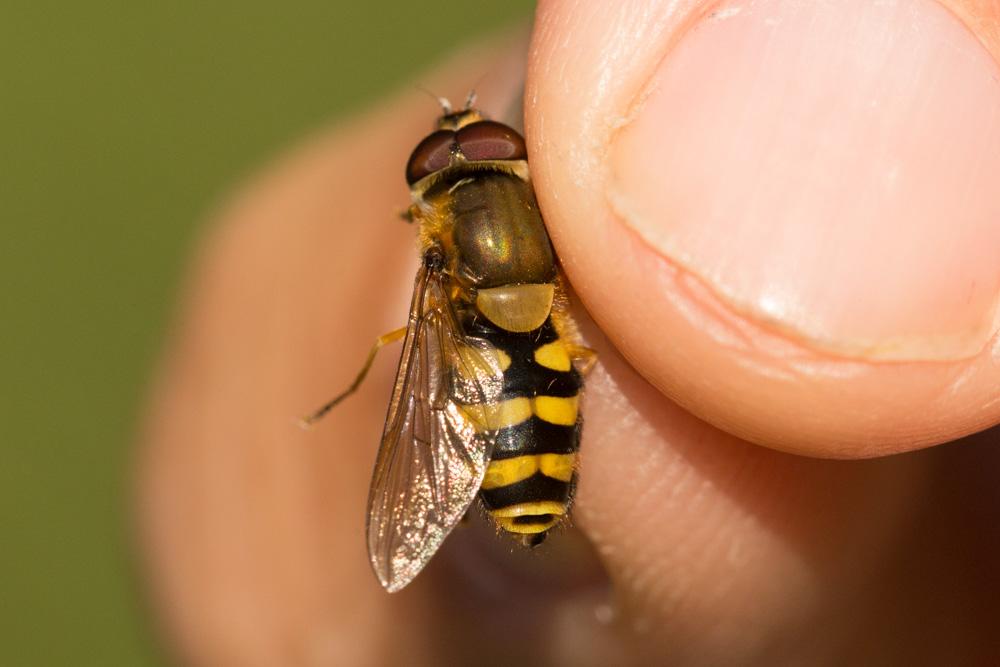Syrphe du groseillier Syrphus ribesii (Linnaeus, 1758)