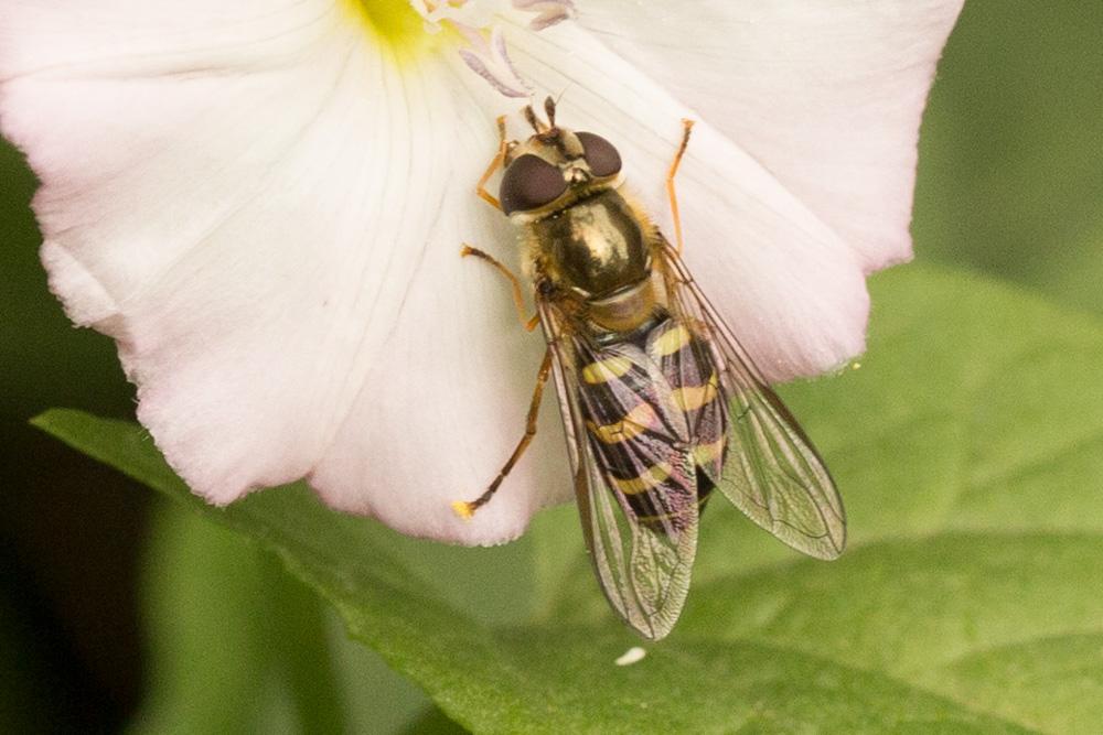 Lapposyrphus lapponicus (Zetterstedt, 1838)