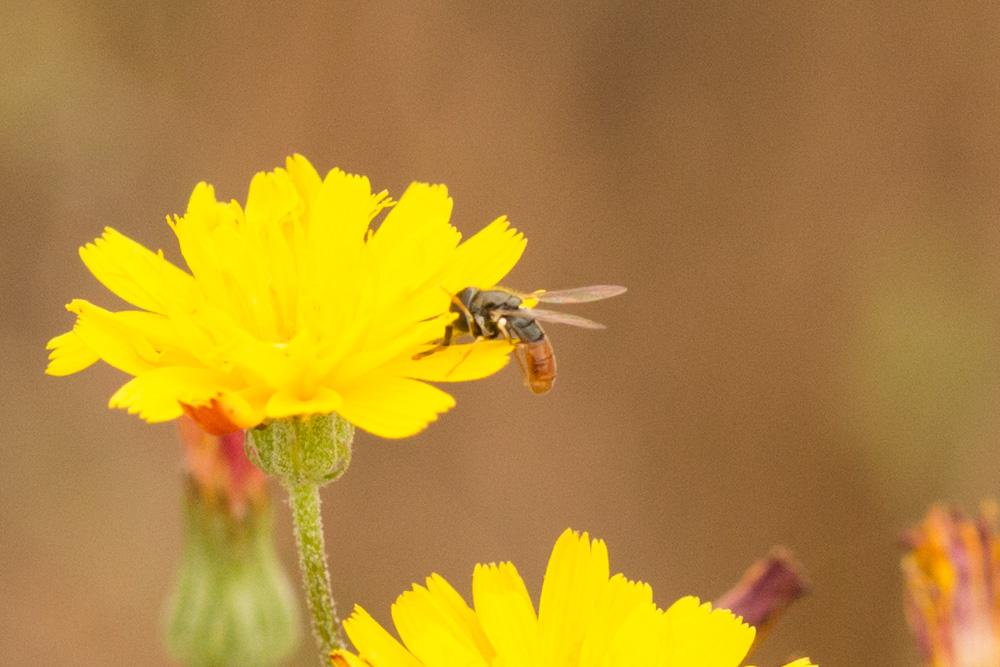 Paragus tibialis (Fallén, 1817)