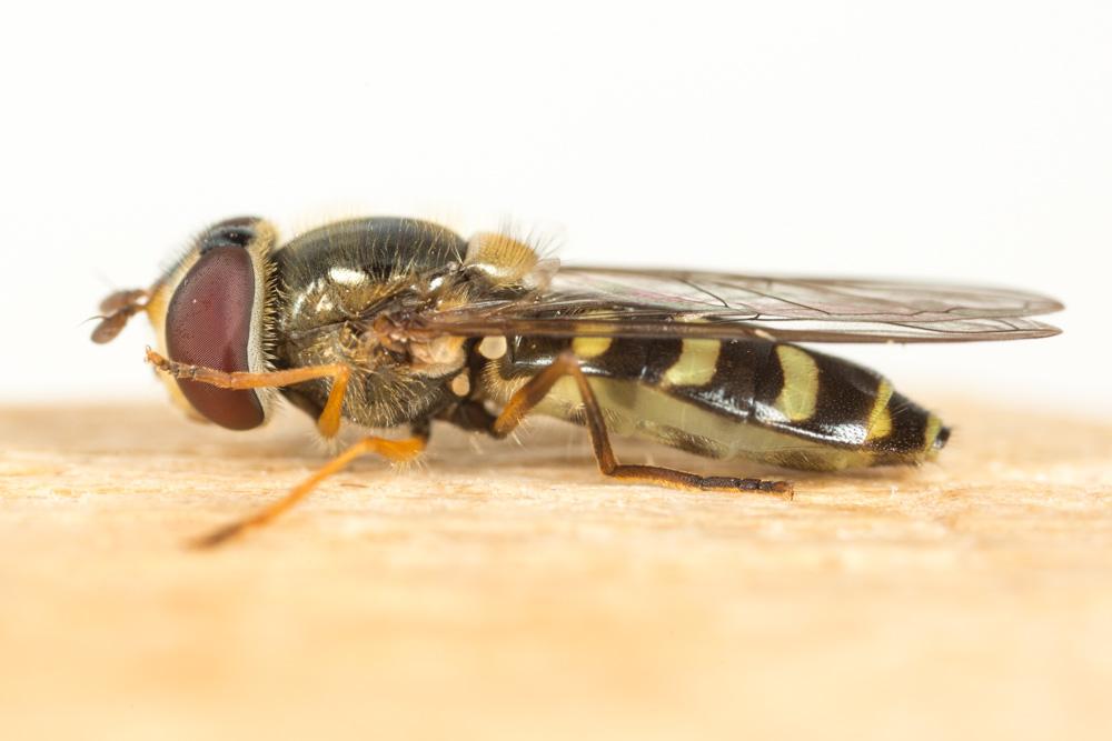 Lapposyrphus lapponicus (Zetterstedt, 1838)
