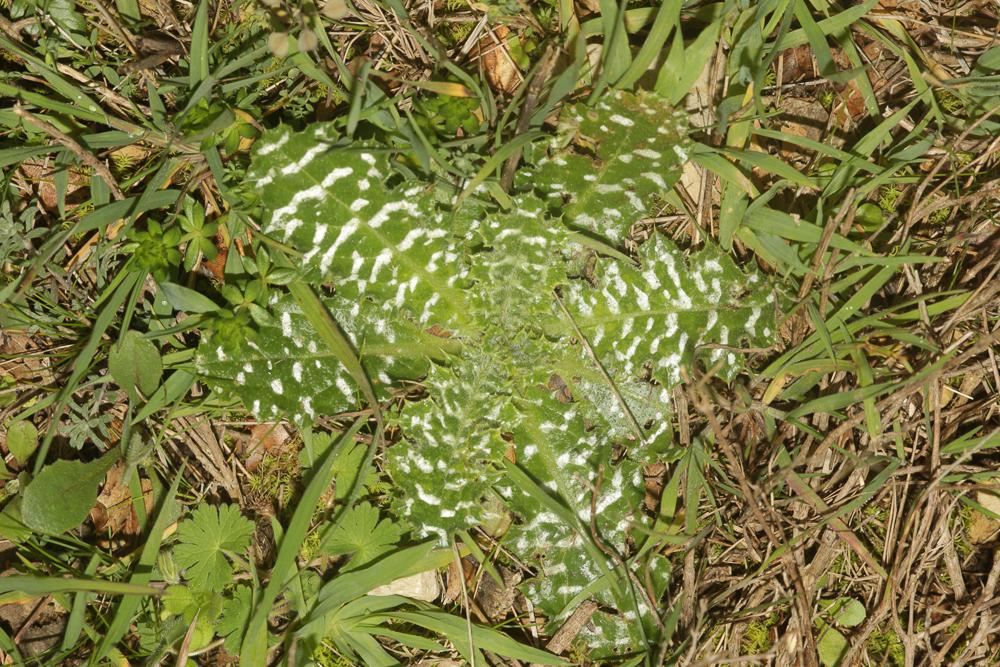 Tyrimne à taches blanches Tyrimnus leucographus (L.) Cass., 1826