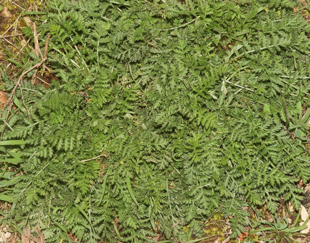 Tanaisie en corymbe, Marguerite en corymbes, Chrys Tanacetum corymbosum (L.) Sch.Bip., 1844