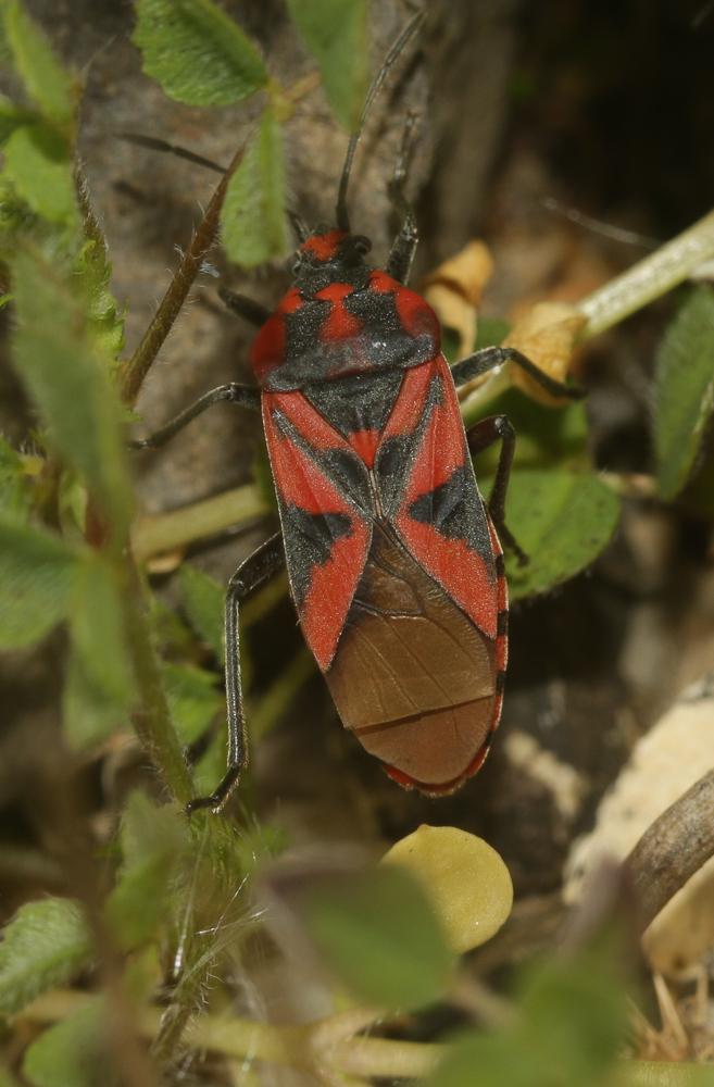 Le  Spilostethus furculus (Herrich-Schaeffer, 1850)