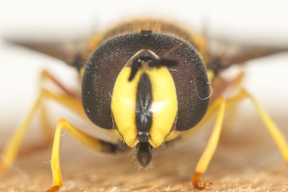  Chrysotoxum intermedium (Meigen, 1822)