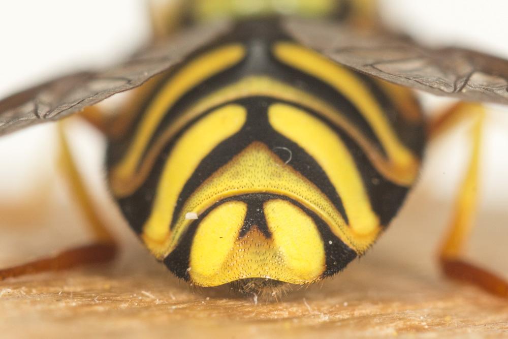  Chrysotoxum intermedium (Meigen, 1822)