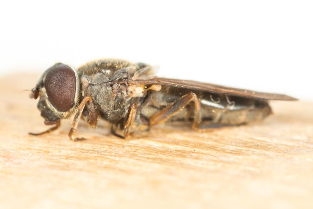  Cheilosia Meigen, 1822