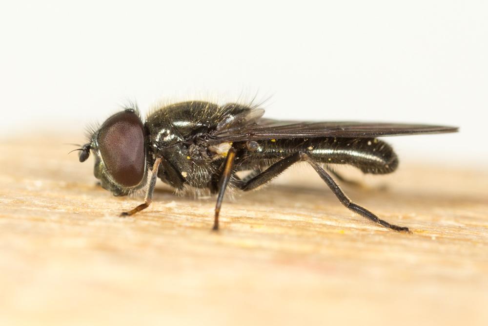  Cheilosia albitarsis (Meigen, 1822)