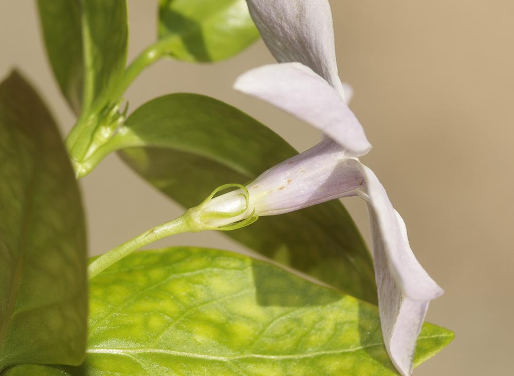 Pervenche intermédiaire Vinca difformis Pourr., 1788