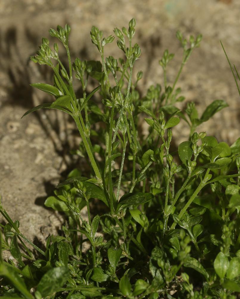 Polycarpon à quatre feuilles, Polycarpe à quatre f Polycarpon tetraphyllum (L.) L., 1759