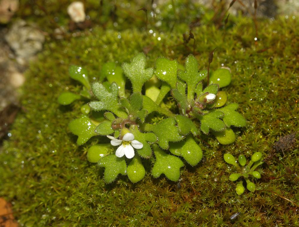 Saxifrage à trois doigts, Petite saxifrage Saxifraga tridactylites L., 1753