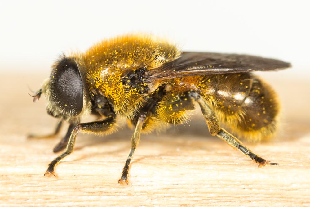  Merodon Meigen, 1803